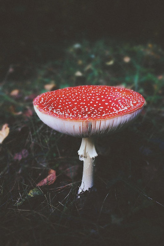 Amanita Muscaria: Experts Warn About the Dangers of This Mushroom