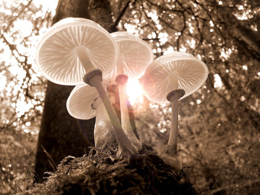 Psilocybin 101: What to Know Before You Partake