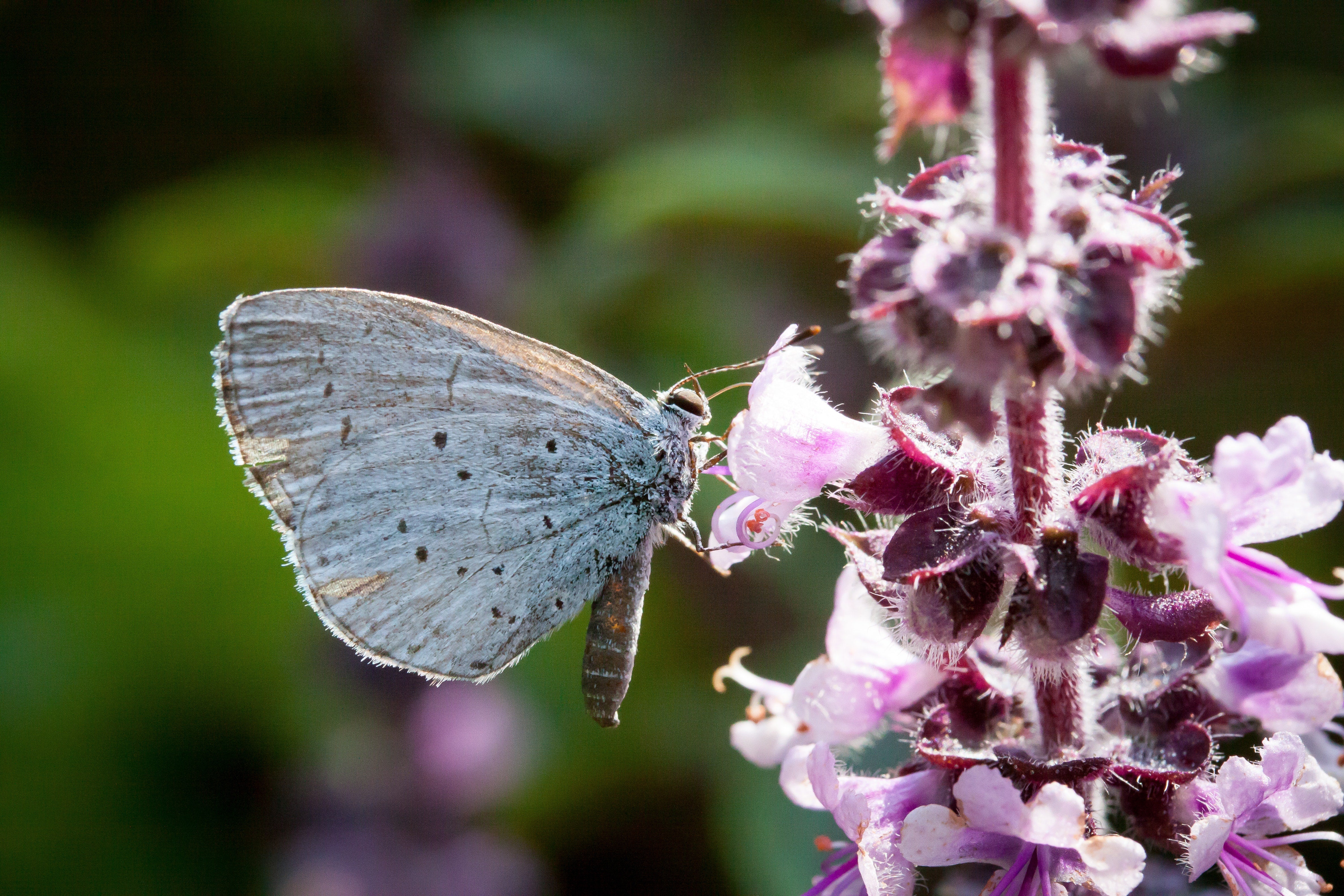 Holy Basil The Adaptogenic Herb for Stress Anxiety and More